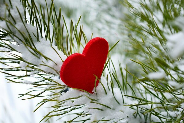 Corazón en una rama de abeto cubierto de nieve