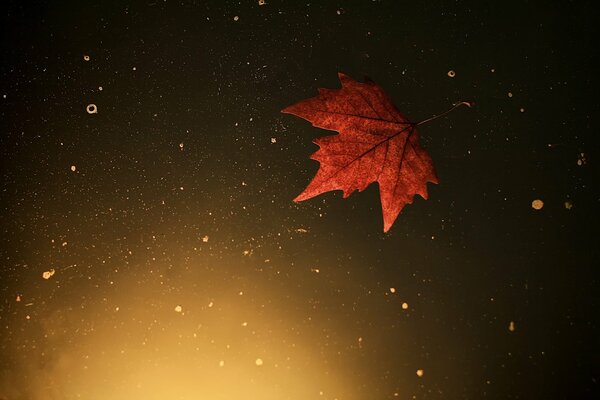 An autumn leaf floats alone in the water