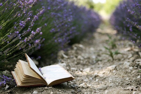 Offenes Buch auf einem Lavendelfeld