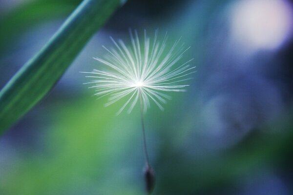 Dandelion parachute flower in focus