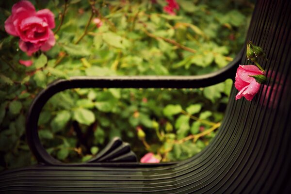 Bench on the background of bushes with flowers