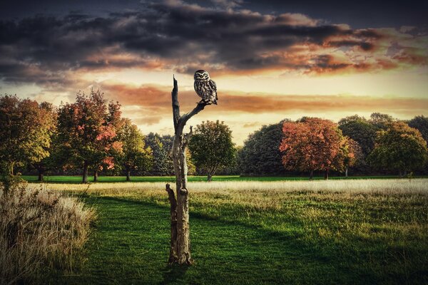 An owl sitting on a dry tree