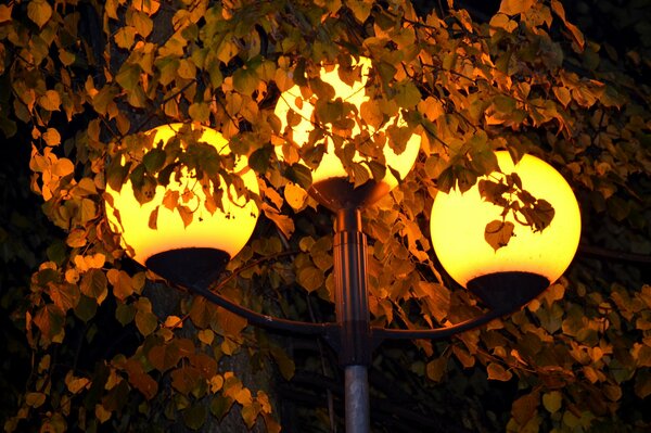 Lanternes dans le parc de nuit closeup