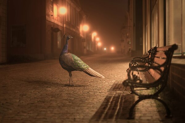 A penguin standing alone on the street by a bench