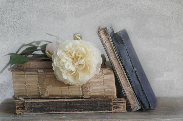 There is a white flower on the old books