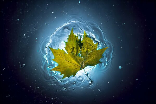 Feuille d érable tombée sur l eau