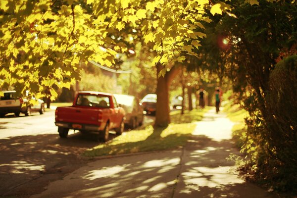 Cars under the trees on the background of a beautiful sunset