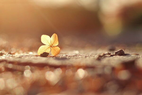 Yellowed petal of an autumn flower