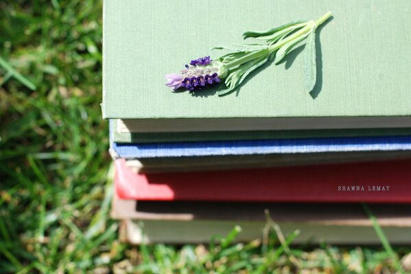 A stack of books on the grass with a flower on top