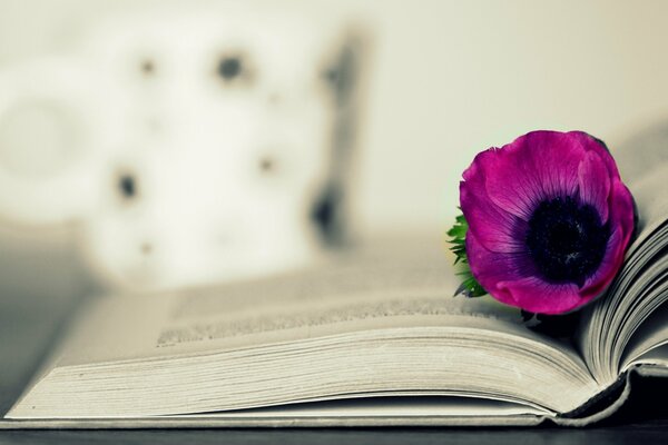 Libro aperto con Anemone su sfondo sfocato