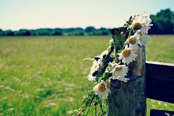 In a summer glade, a wreath of daisies hangs on the fence