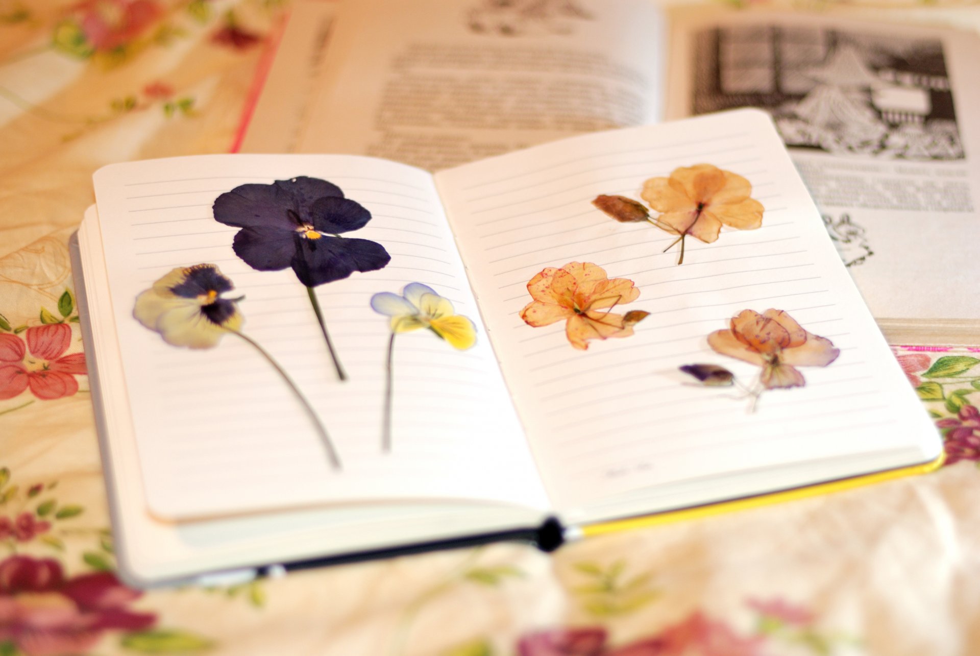 varios cuaderno cuaderno hojas flores flores herbario fondo papel pintado