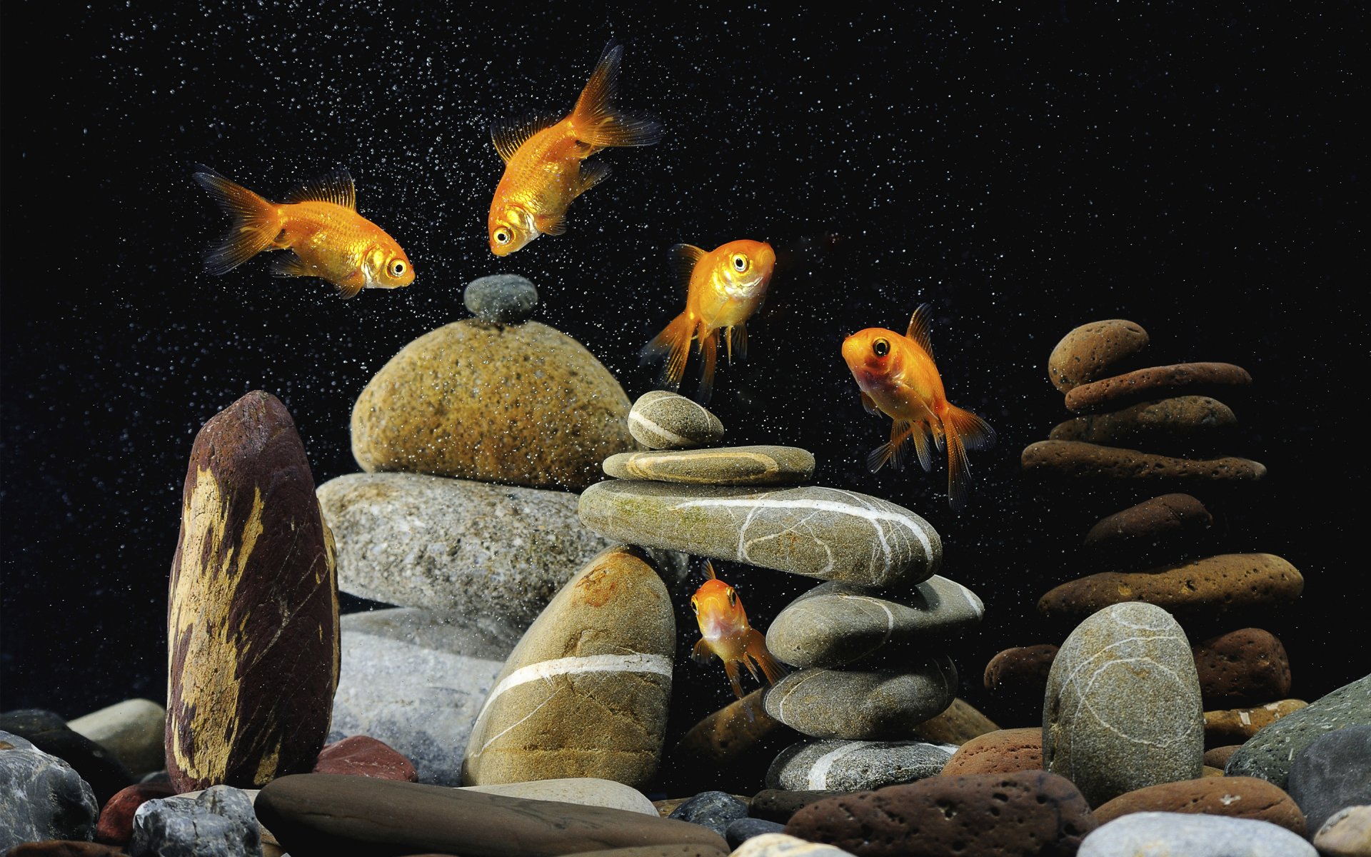 five gold fish colored stones background