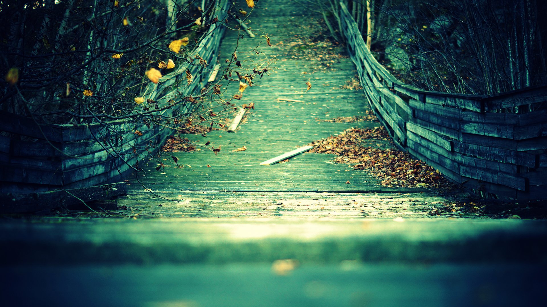 brücke bretter blätter gelb herbst zweige