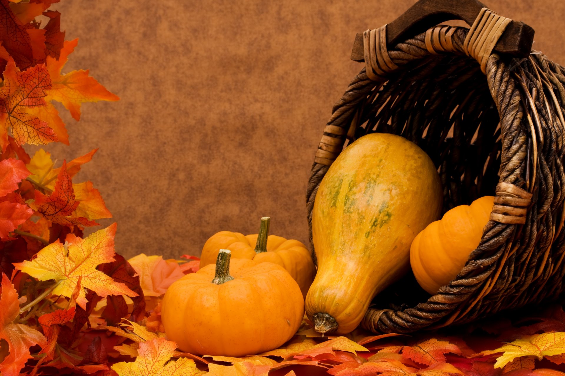 pumpkin vegetables shopping leaves autumn