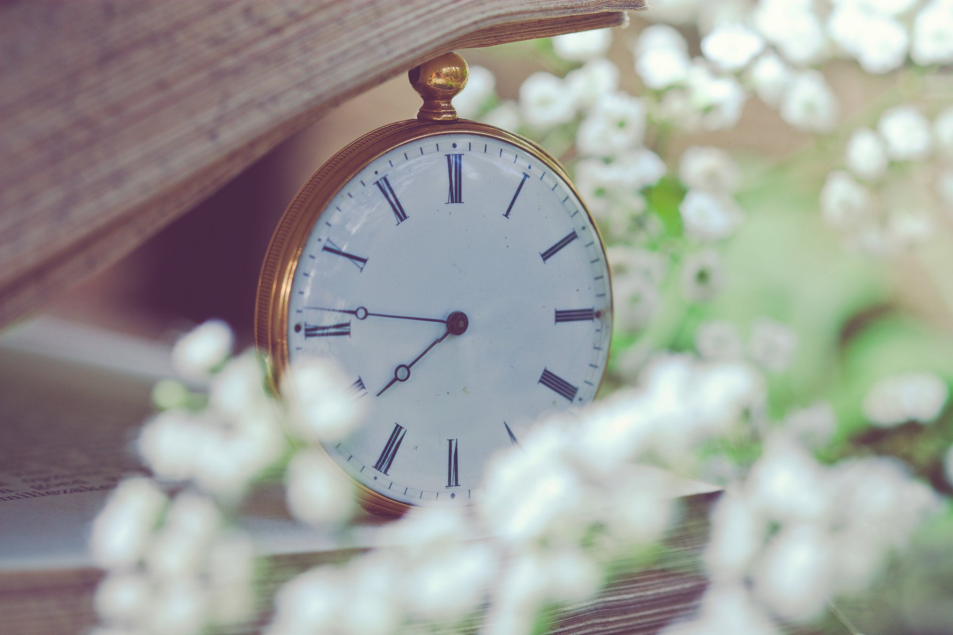 orologio da tasca libro pagine fiori bianco fine sfocatura macro gypsophila