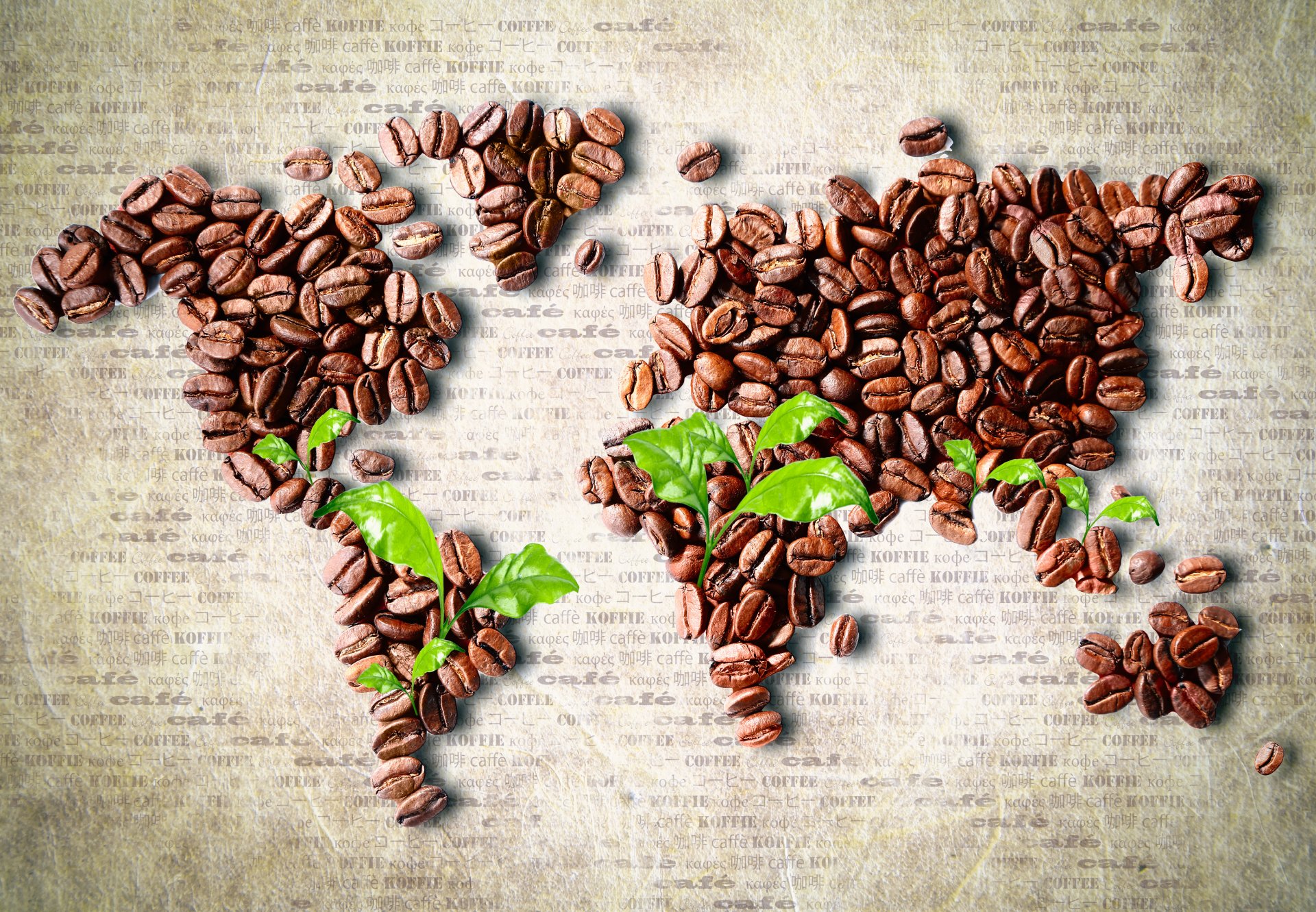 coffee grain leaves card continent