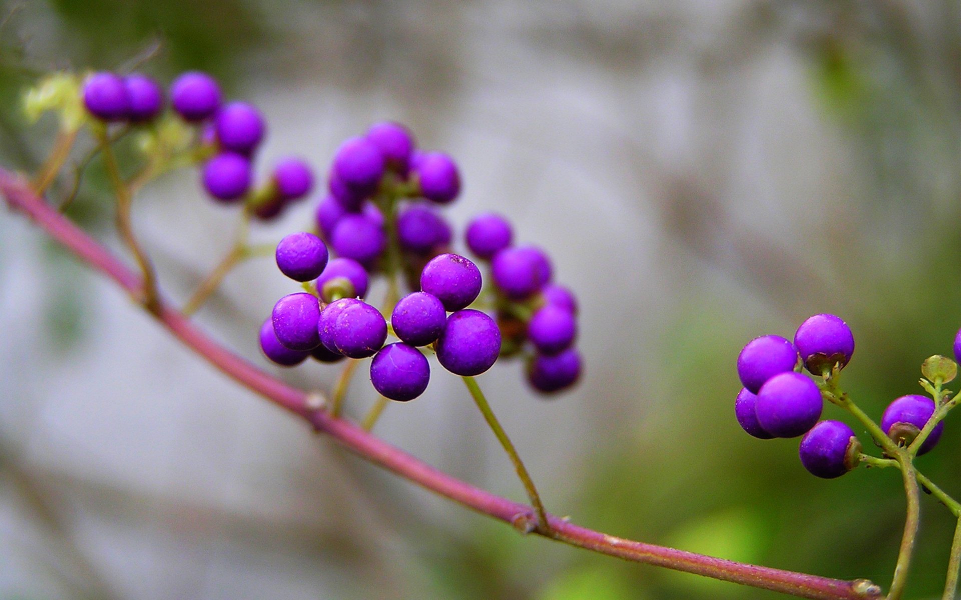 ramo natura bacche viola bellissimo frutto callicarpa