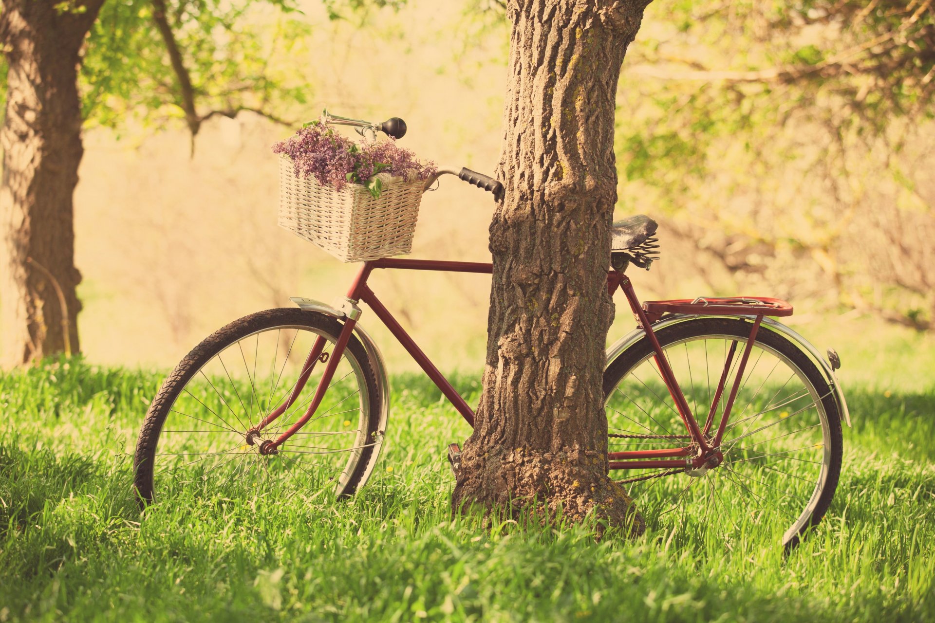 stimmungen fahrrad rad korb korb blumen blumen lila natur gras grün baum bäume blätter hintergrund tapete widescreen vollbild widescreen