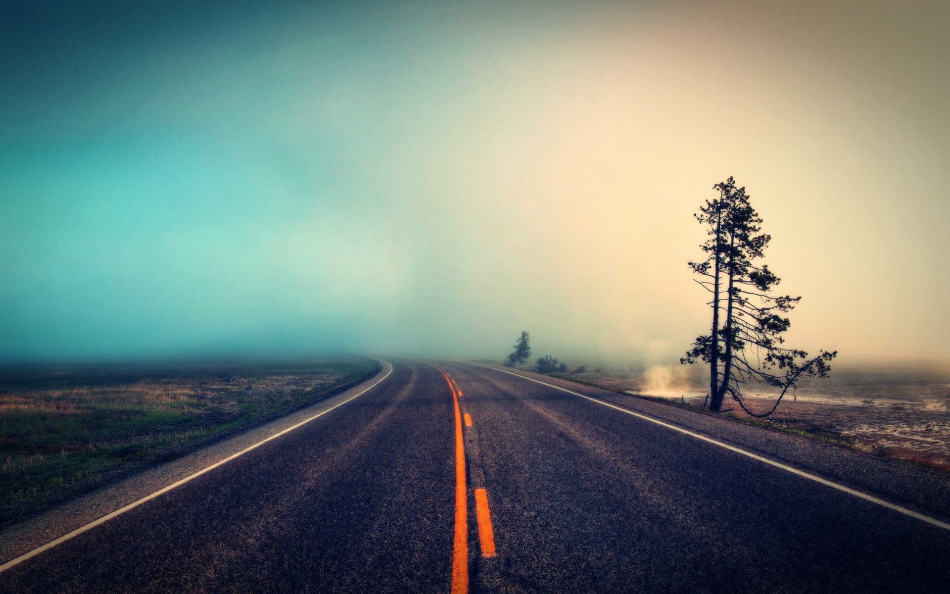 road fog tree nature