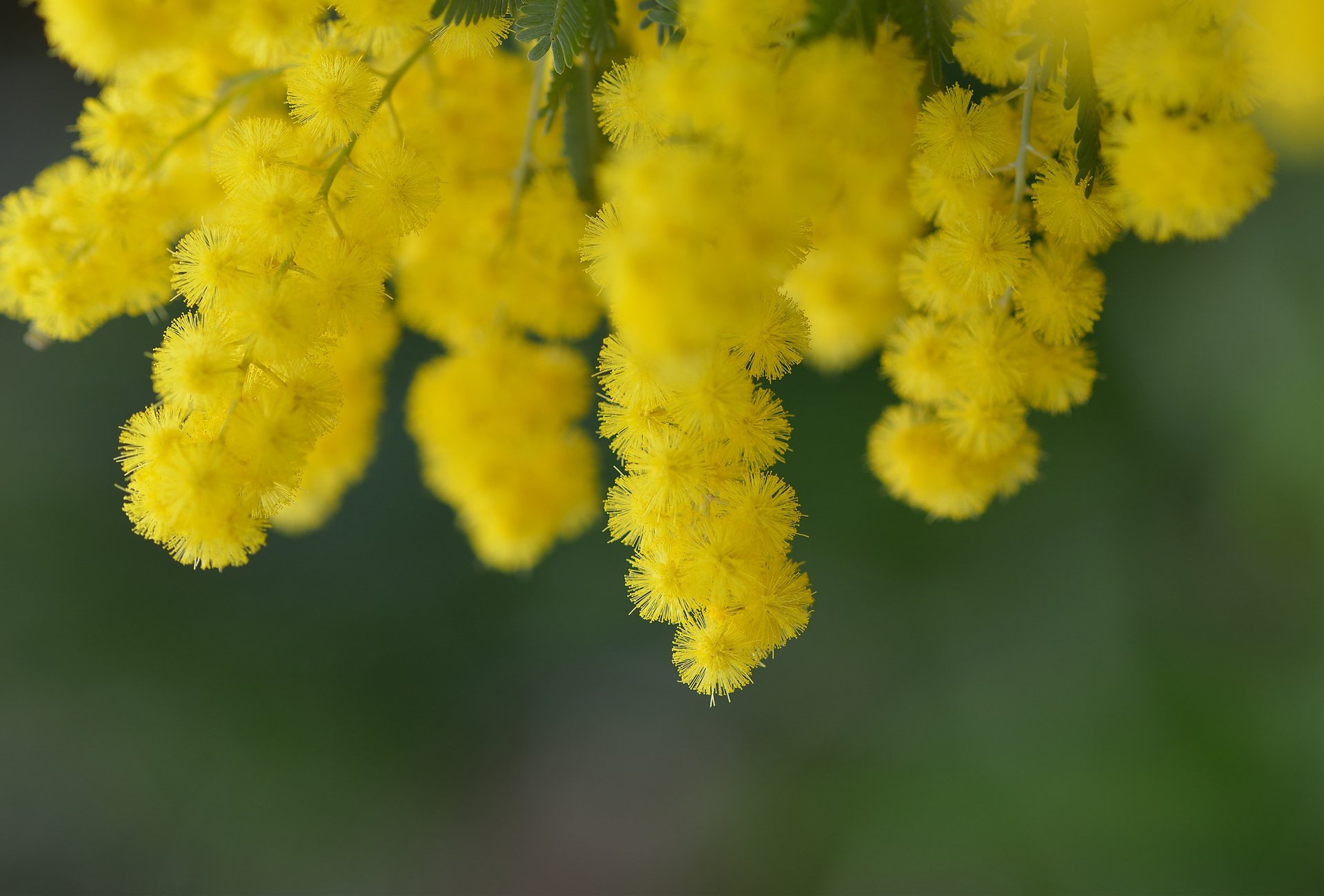 acacia fleurs jaune printemps arbre nature branche floraison