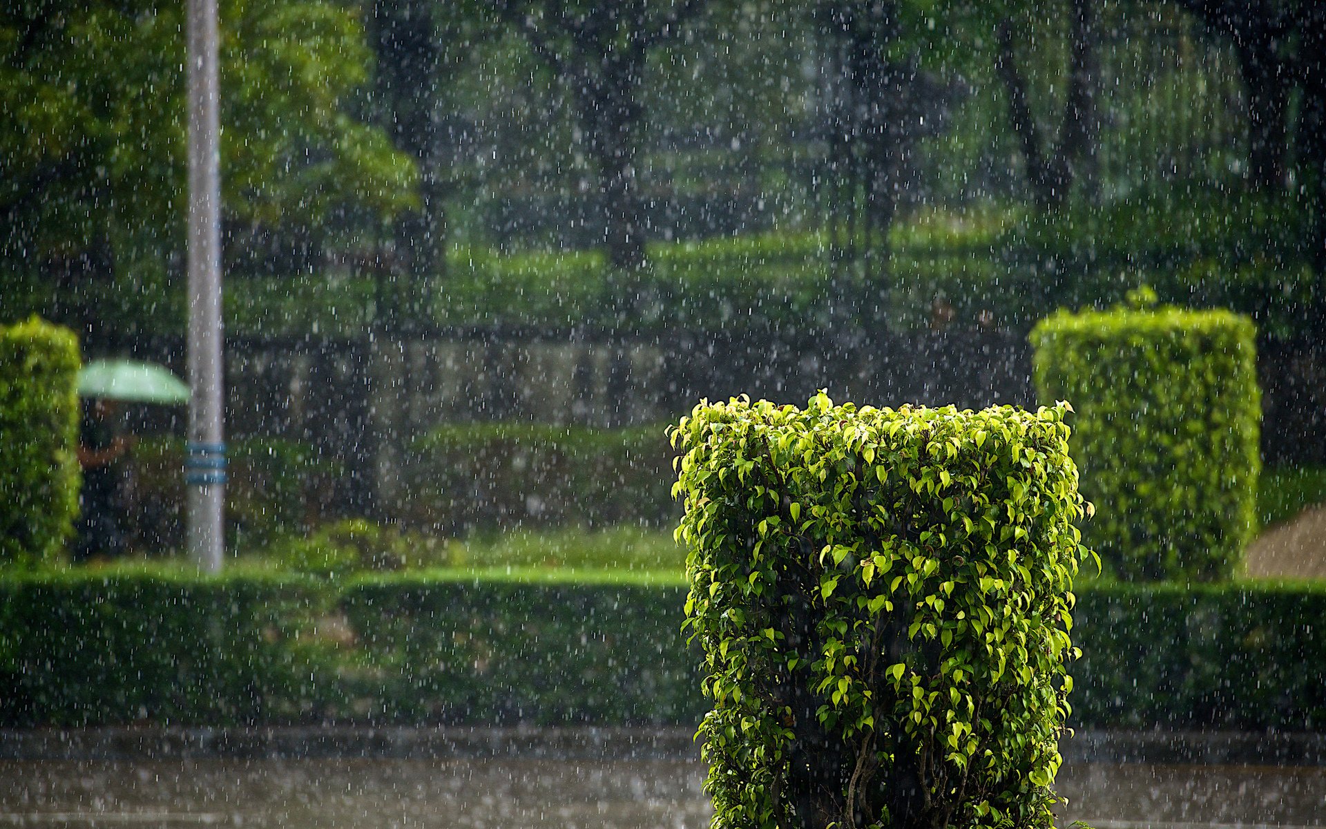 race pluie buisson rue ville verdure