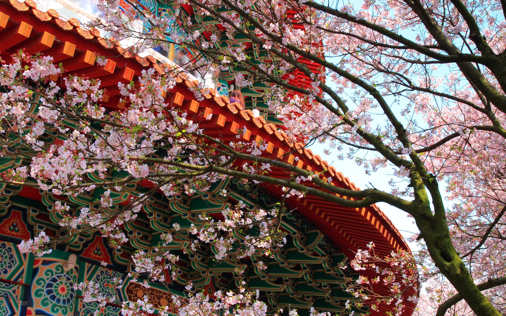 bâtiment temple motifs sakura arbre fleurs printemps