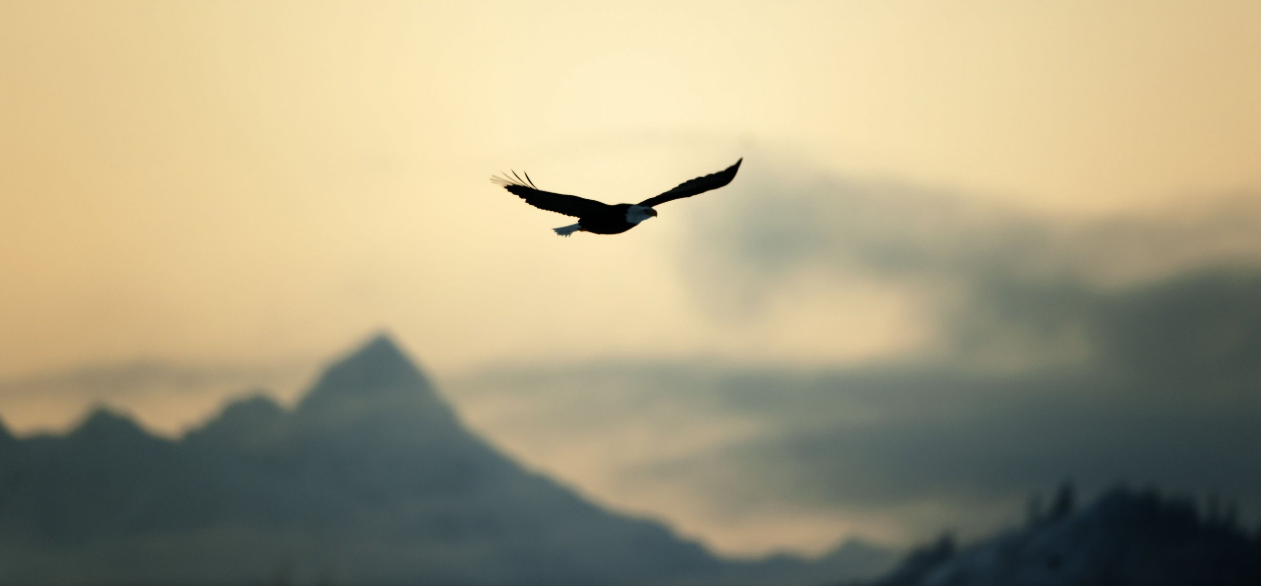 miscellaneous bird eagle flight freedom nature sky blur tranquility widescreen fullscreen widescreen wallpaper