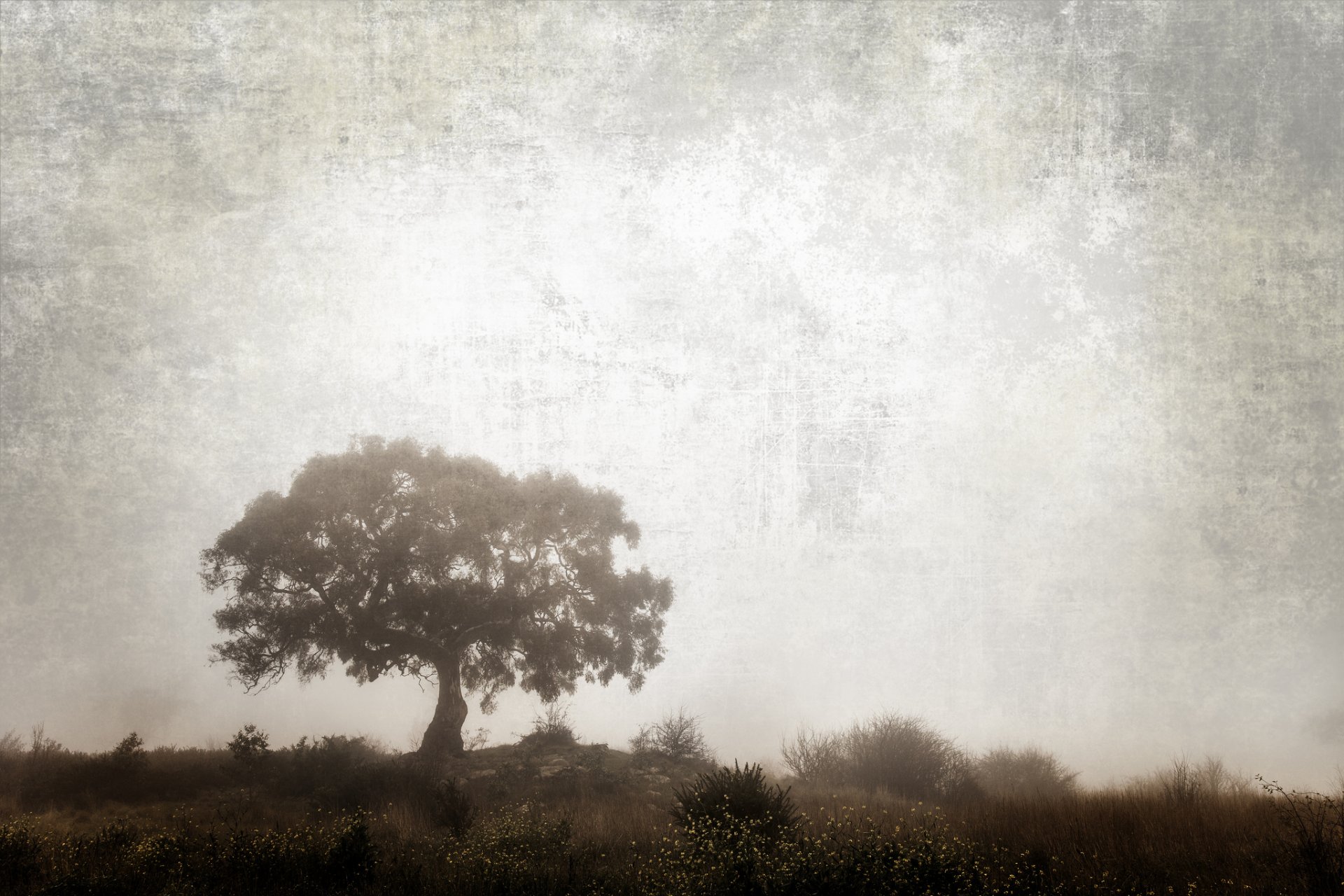 natura albero cespugli erba lavorazione