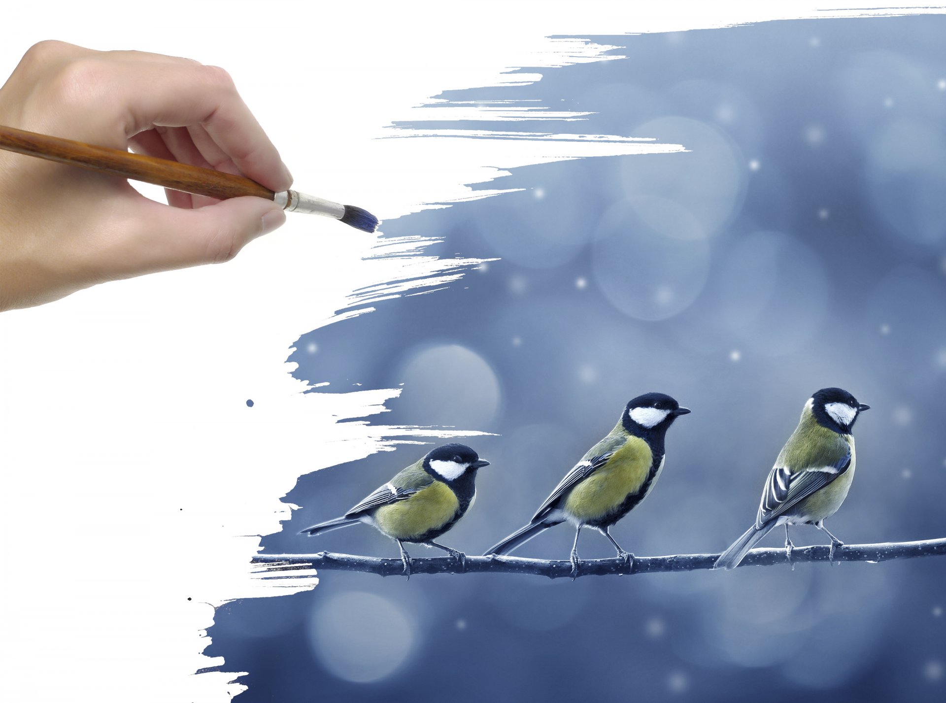 brosse main dessin branche mésanges oiseaux neige