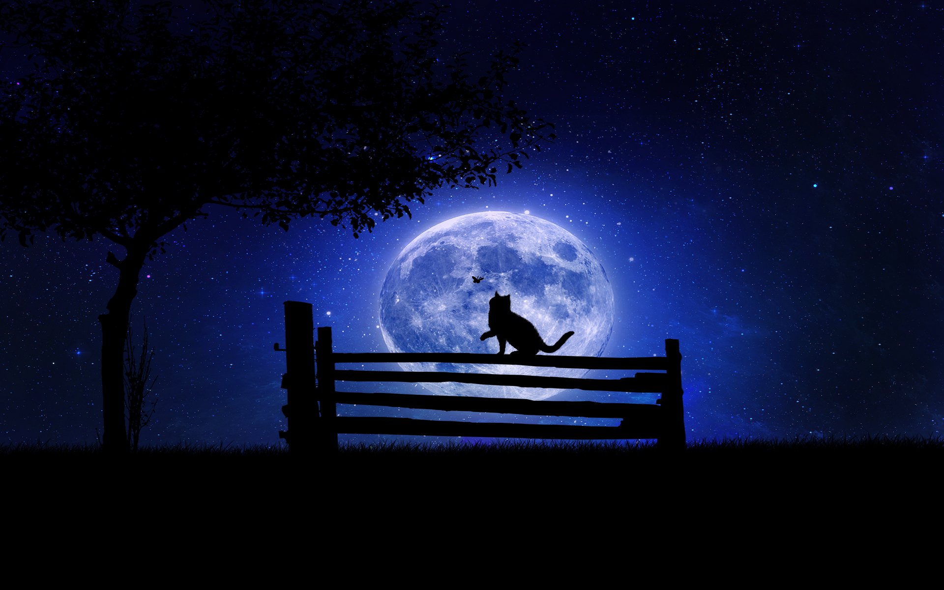 night cat bench tree moon