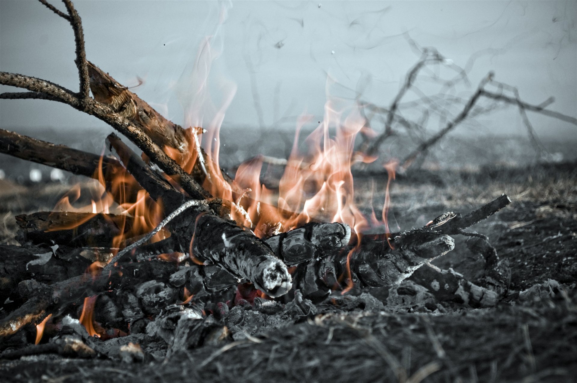 rami albero carboni fumo cenere fuoco fiamma macro