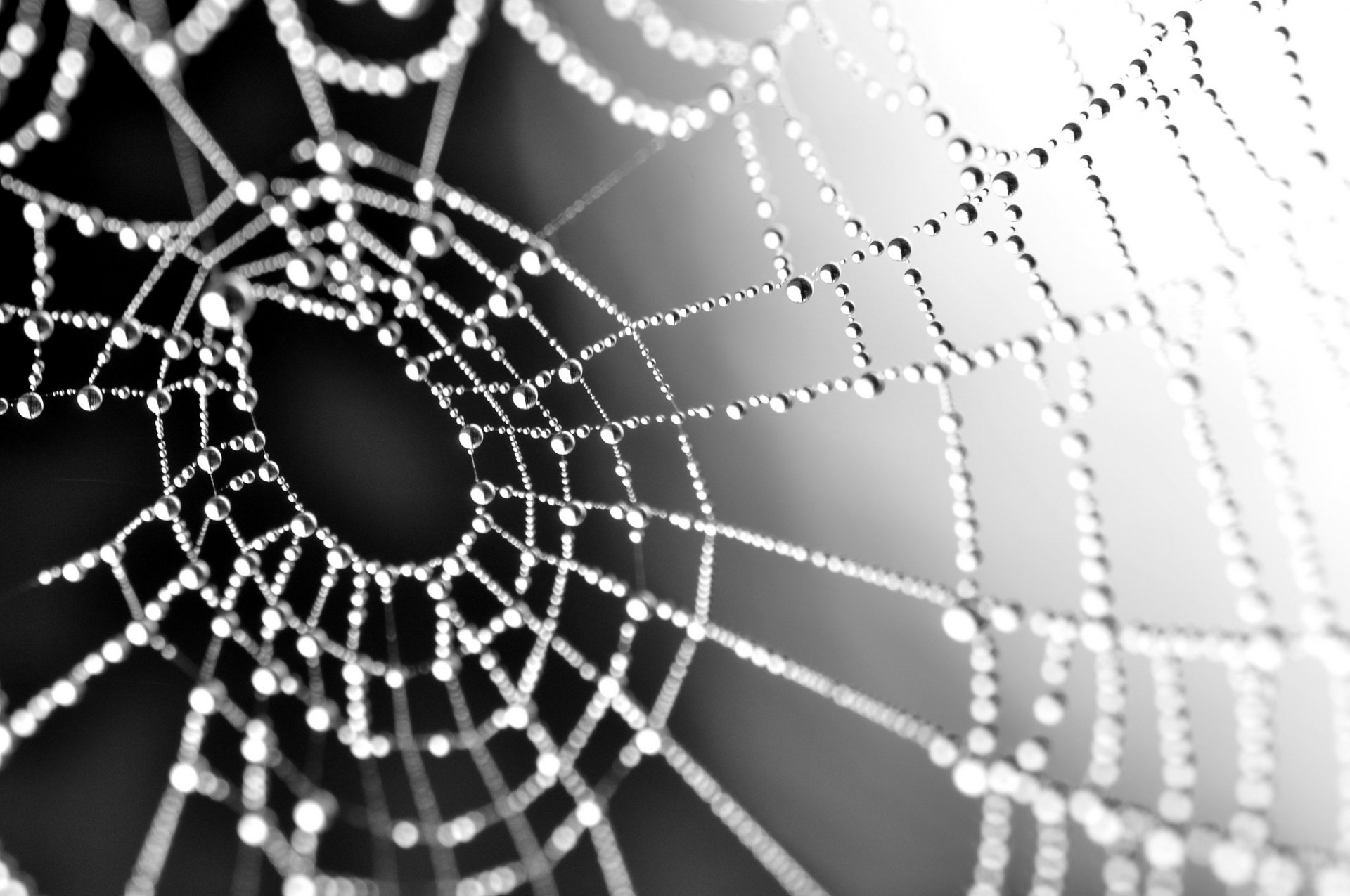 telaraña gotas rocío telaraña blanco y negro monocromo macro