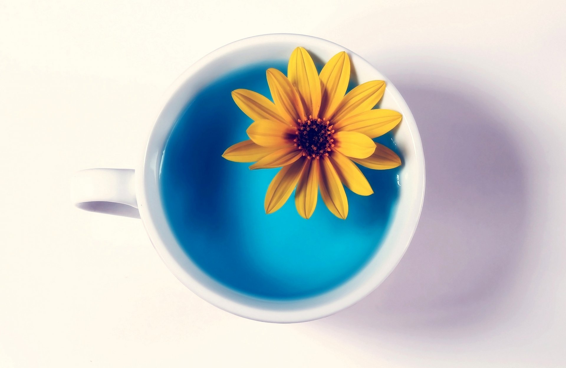 fleur jaune tasse eau fond blanc