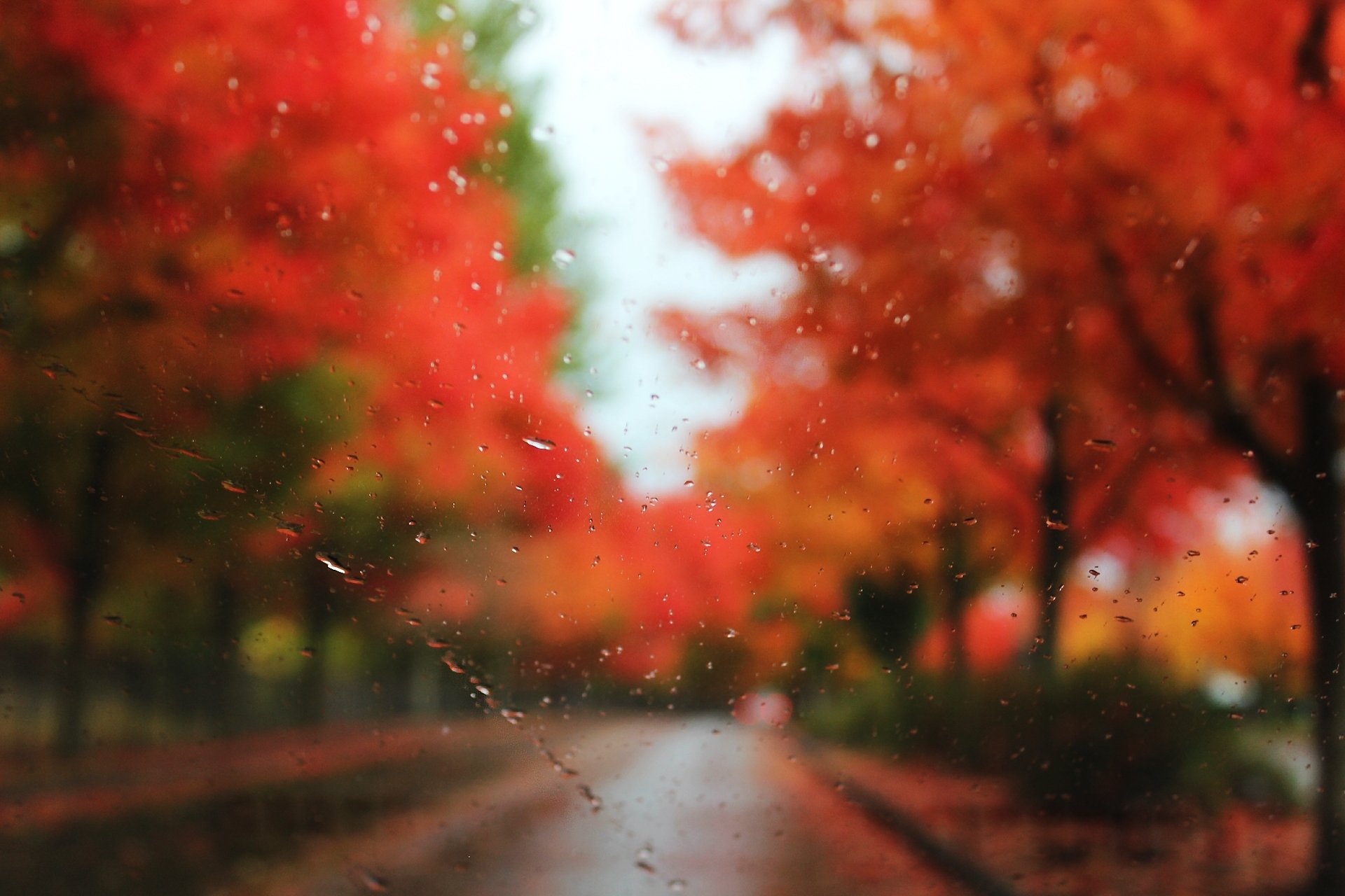 vetro gocce pioggia autunno alberi sfocatura strada