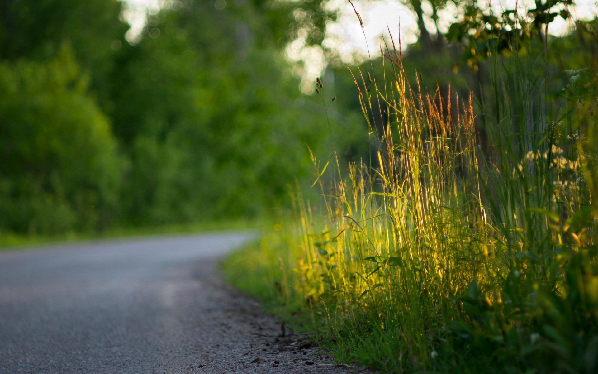 route herbe gros plan