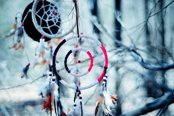 Dream catcher on a branch in the forest