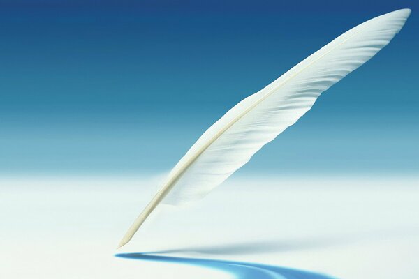 White feather on a blue background