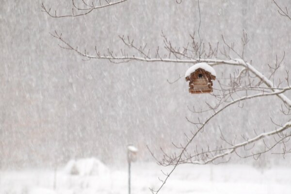 Alimentatore appeso su un albero in inverno innevato