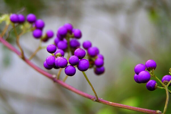 Beautiful purple berries growing in nature