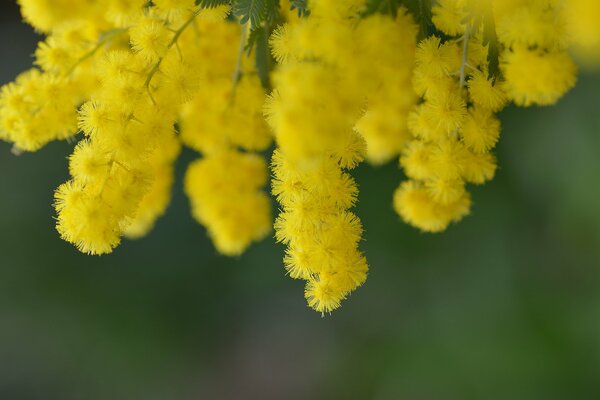 Yellow acacia flowers look like chickens