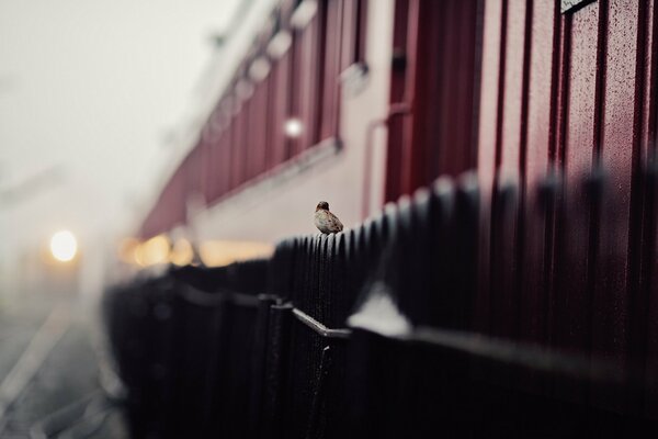 A little sparrow is sitting on the fence