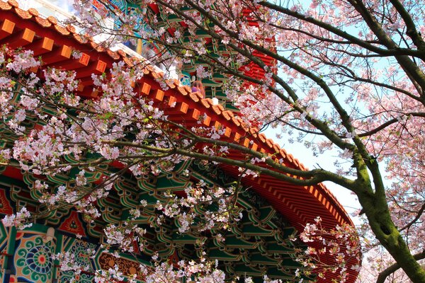 Belle Sakura sur fond de bâtiment