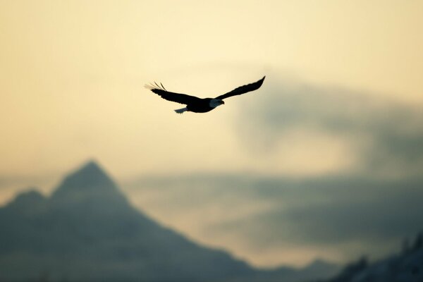 Aigle déployant ses ailes planant au-dessus des sommets des montagnes