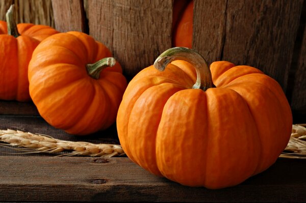 Autumn has come, the pumpkin harvest