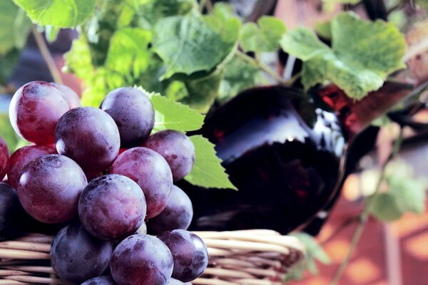 Trauben zusammen mit Rotwein in einer Flasche