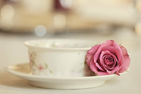 Elegant cup and saucer with a live rose