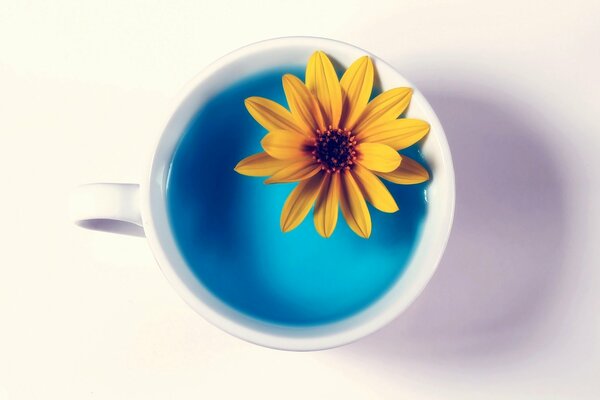 A white cup with blue water inside and a yellow flower