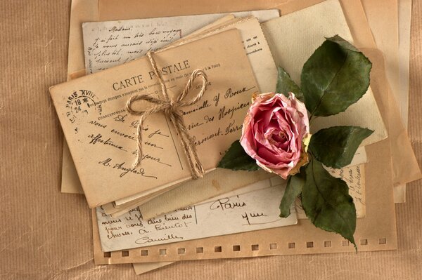 Rose on the background of old letters and postcards