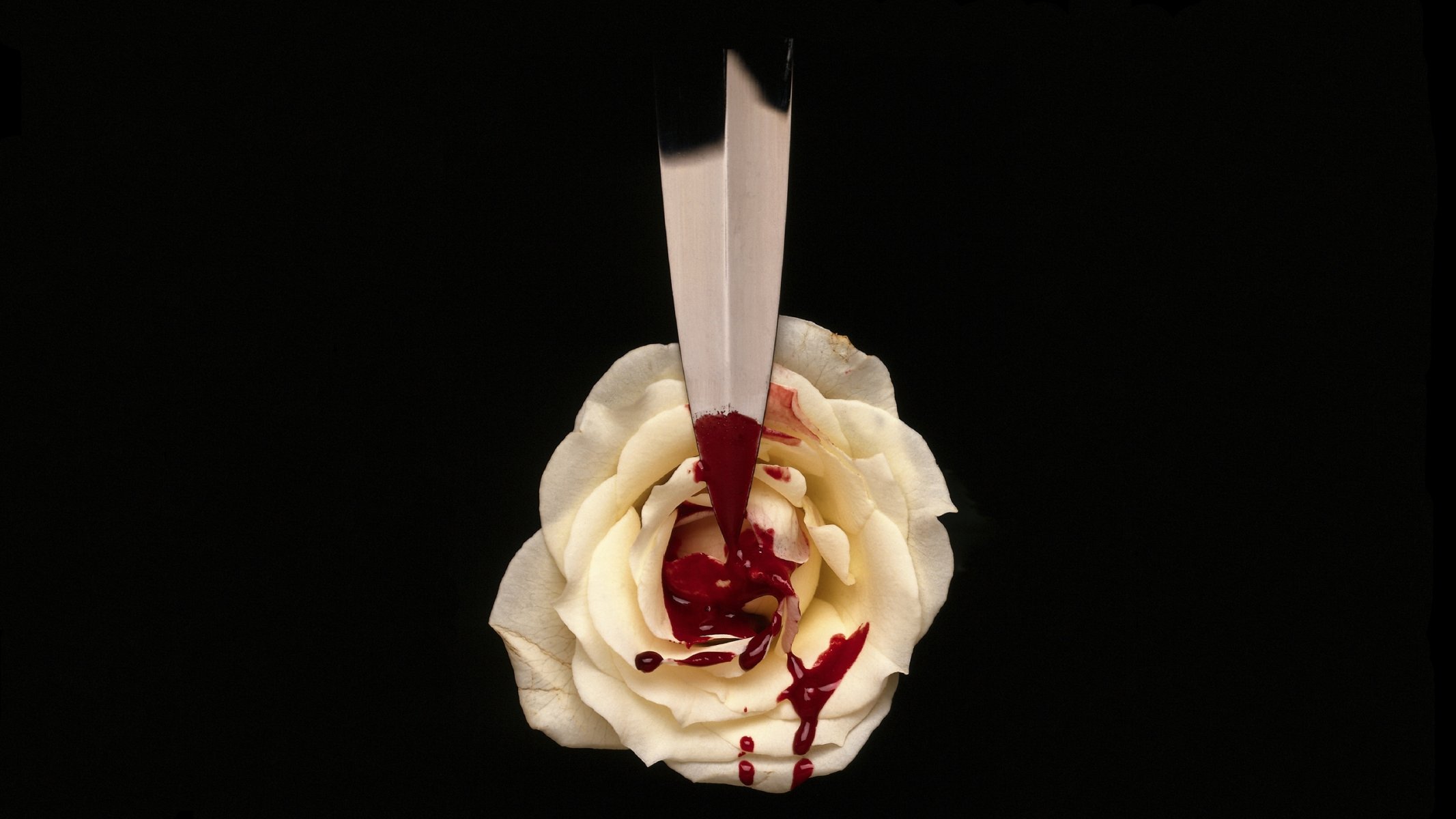 background white rose blood drops knife blade dagger